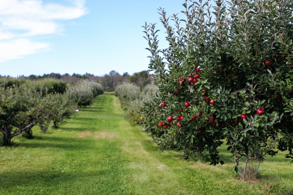 apple trees fall Self Care